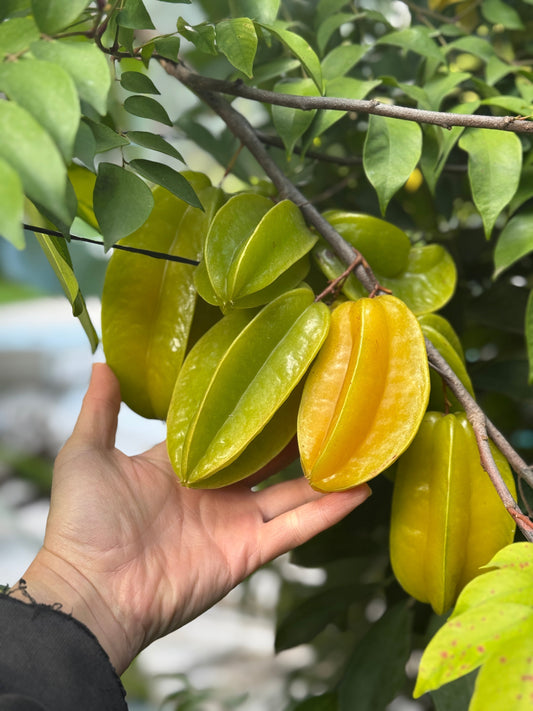 אשכול פירות קרמבולה על העץ במשתלת אקזוטיקה