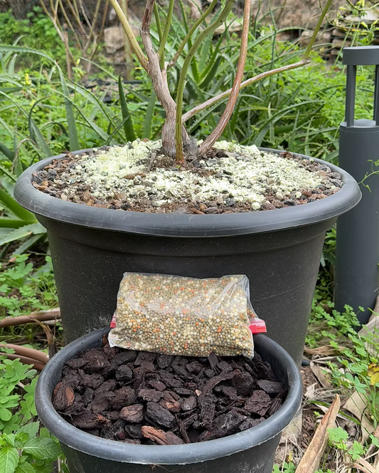 איך מוסיפים גופרית לאוכמניות?