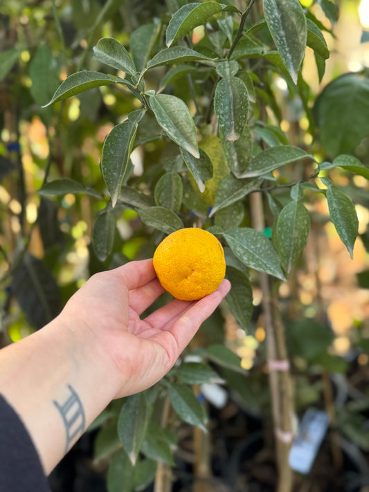 פרי יוזו על העץ עם יד