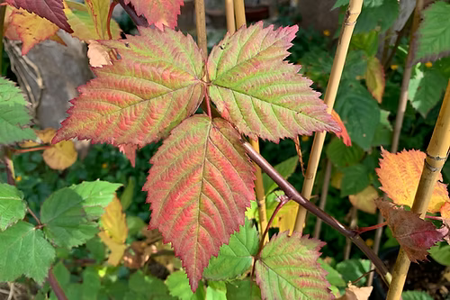 צמחים נשירים
