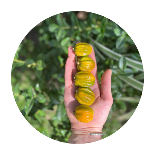 צמחים נדירים