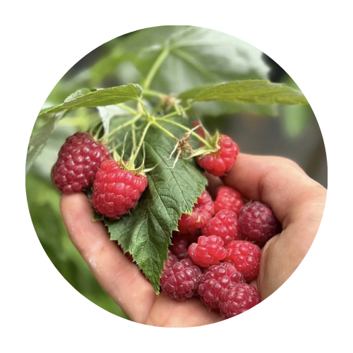 צמחים לשמש חלקית