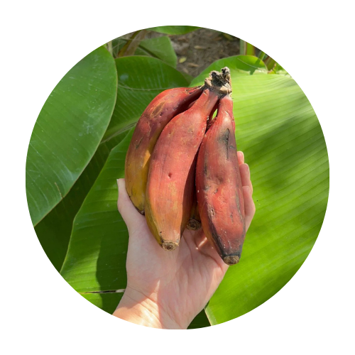 צמחים לשמש מלאה