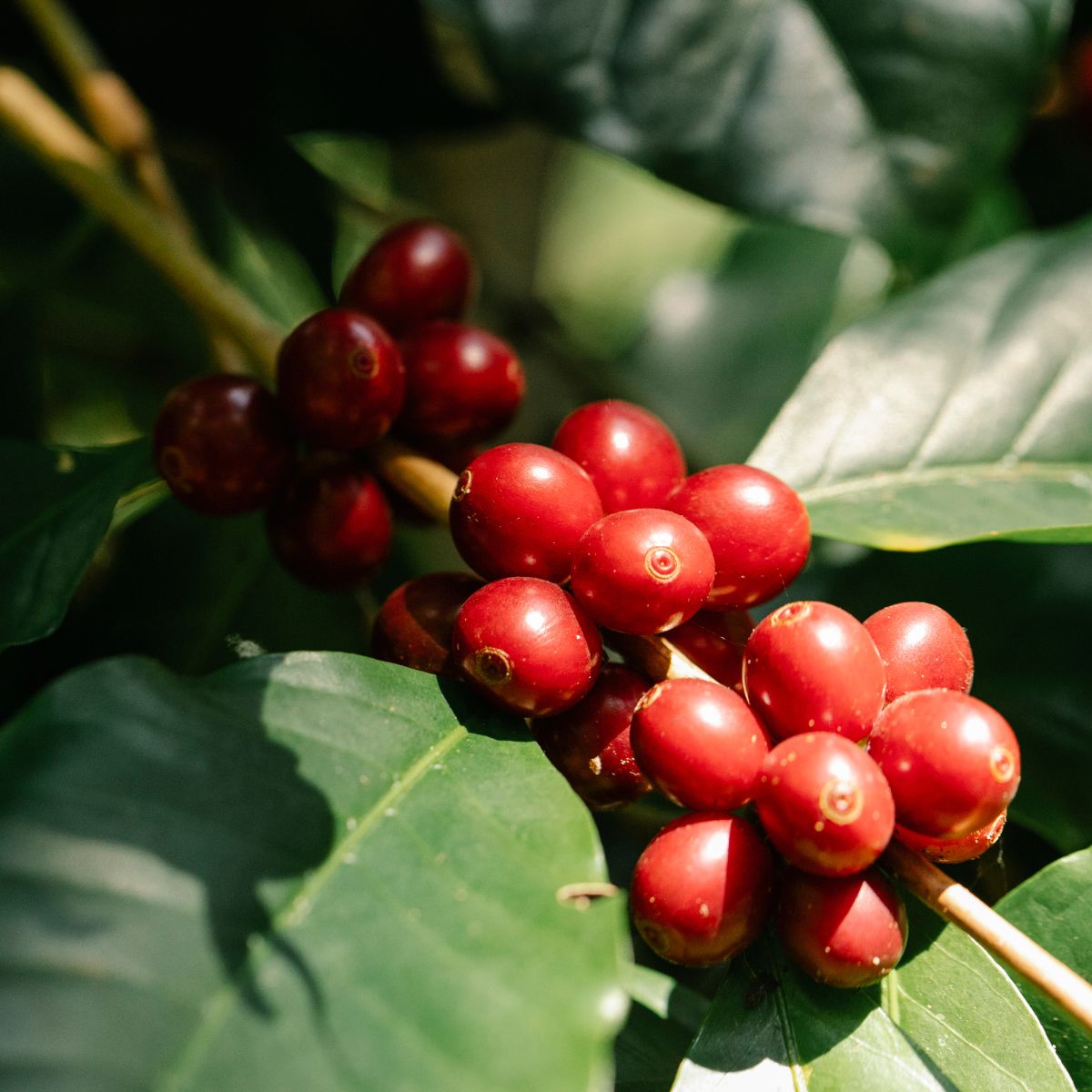 המומלצים שלנו