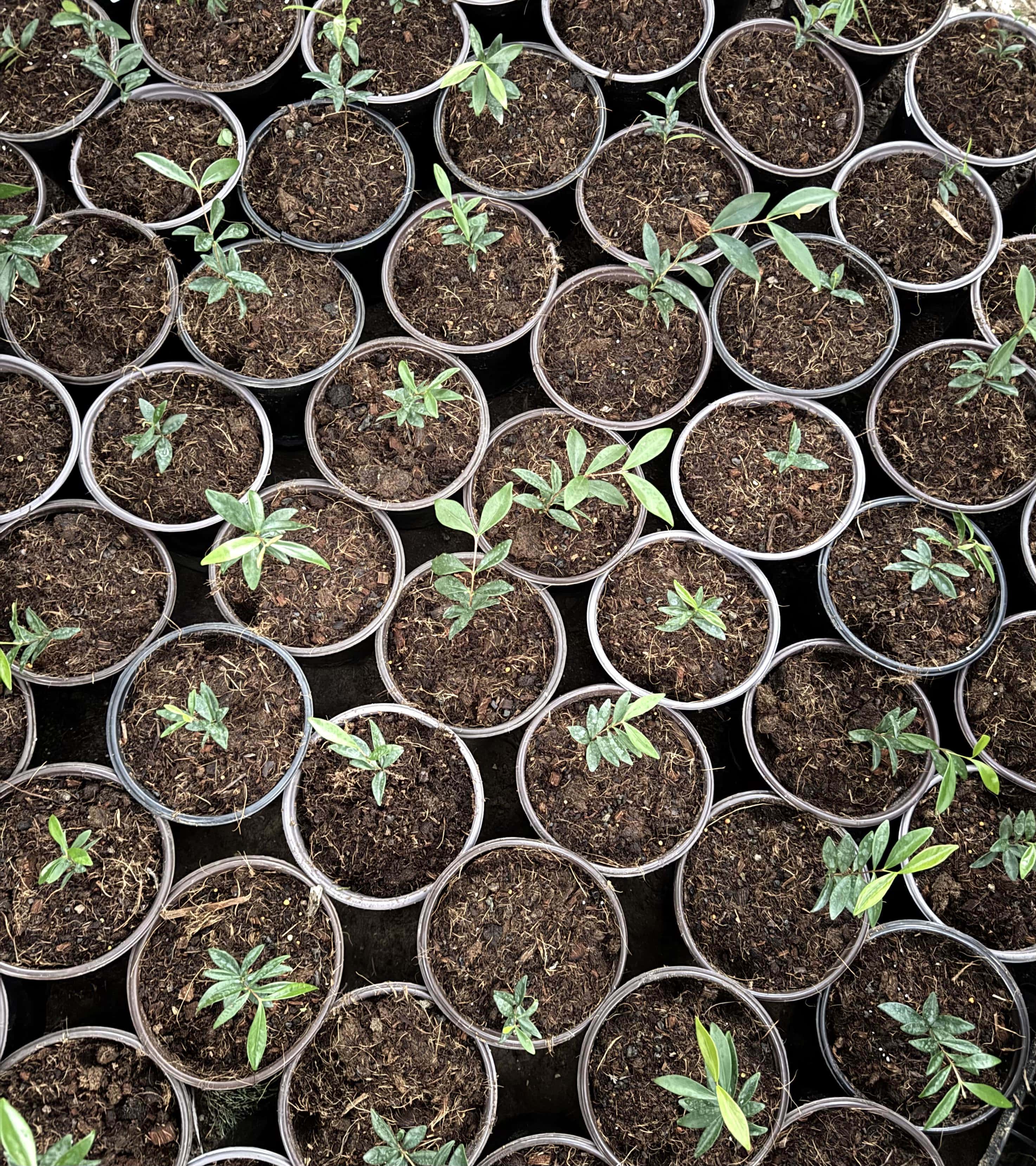 צמחים שקשה להרוג