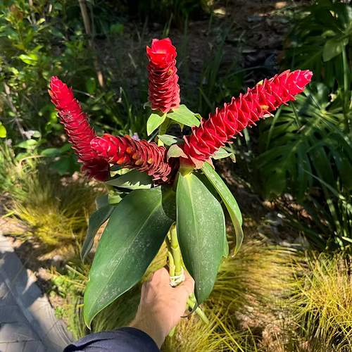 צמחים טרופיים