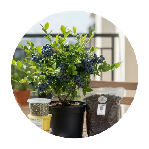 ערכות לגידול צמחים