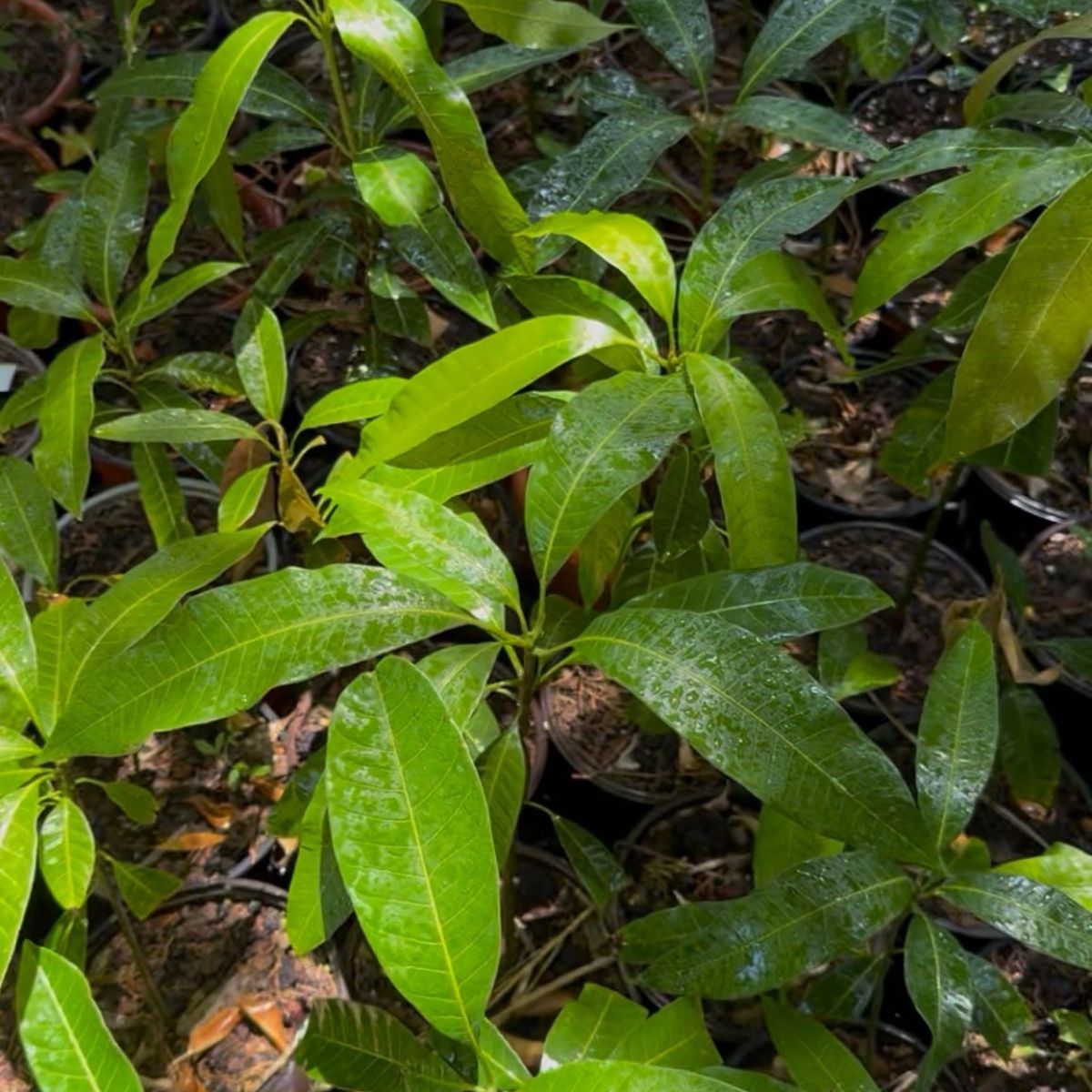 צמחים ירוקי עד