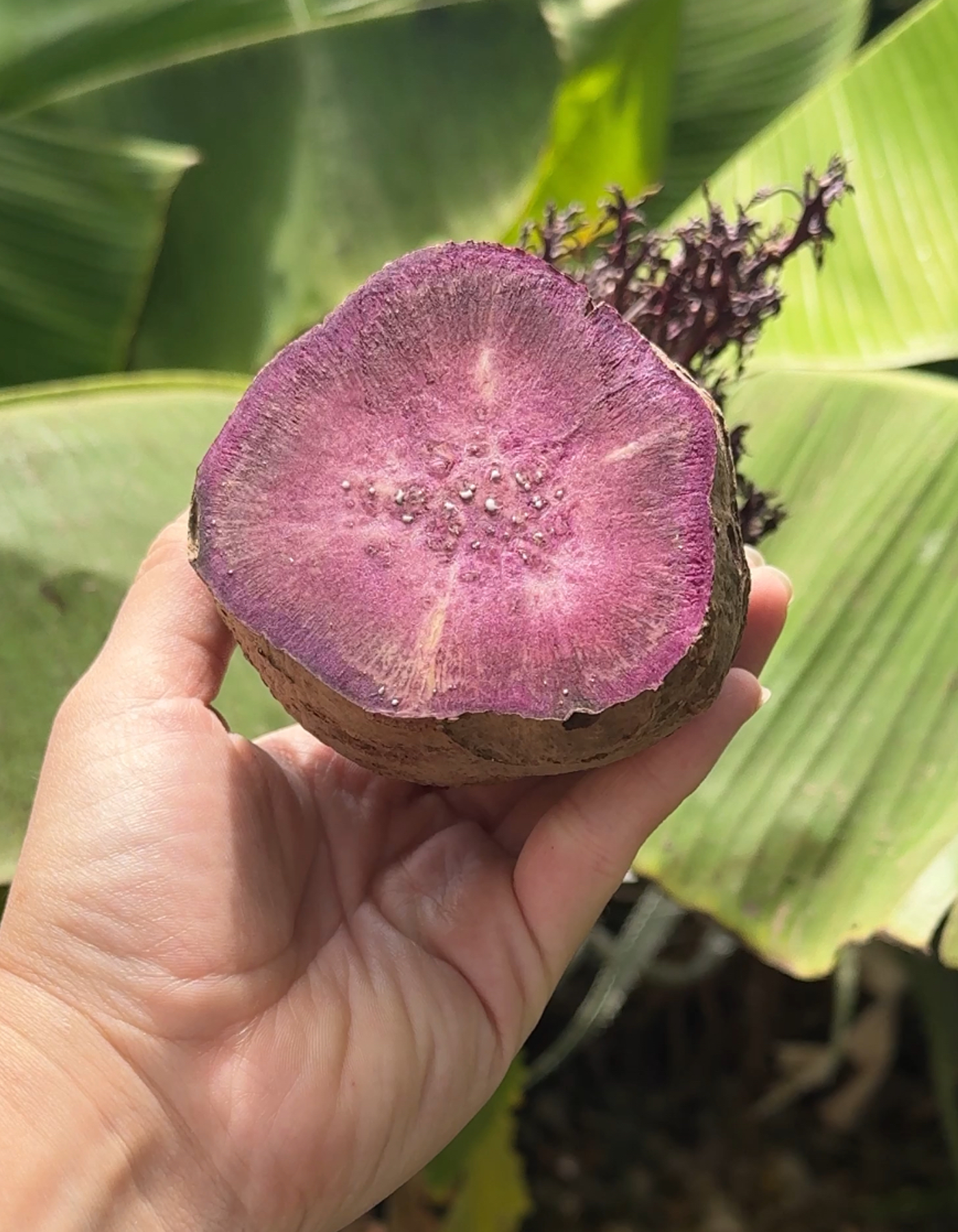 יד שמחזיק בטטה סגולה חתוכה לשניים, עם פנימי סגול עמוק 