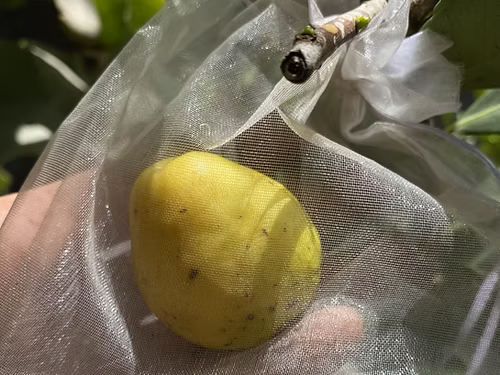 עץ גויאבה תותית צהובה