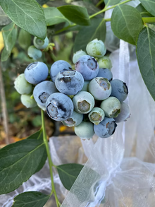 שיח אוכמניות מיסטי