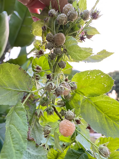 שיח פטל צהוב גולדן בליס