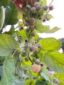 שיח פטל צהוב גולדן בליס