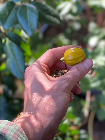 שיח פיטנגטובה - דובדבן כוכב