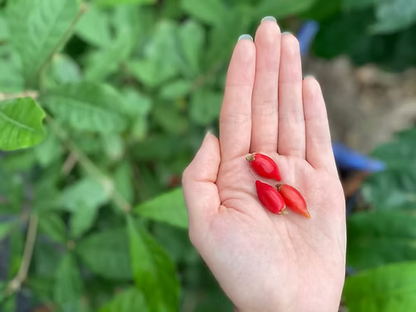 פרי הפלא \ הפרי המכושף - פרי טרי