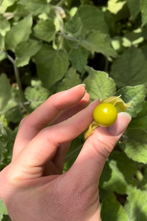 שיח גולדן ברי/שלפח/דובדבן היהודים