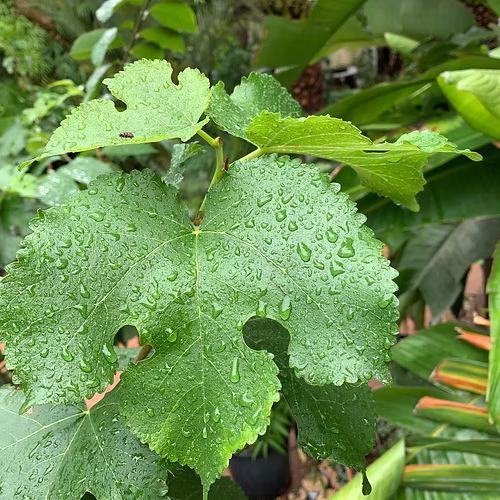 עץ תות שאמי
