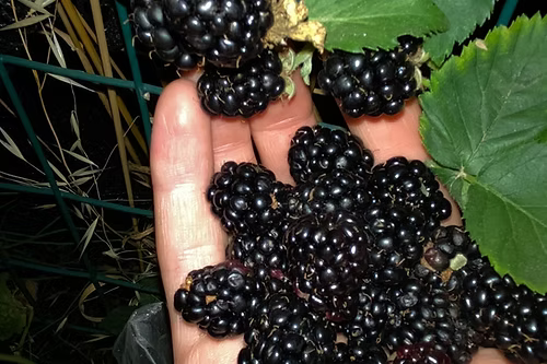 שיח אוסנה ארפאו