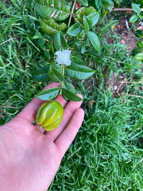 שיח פיטנגטובה - דובדבן כוכב