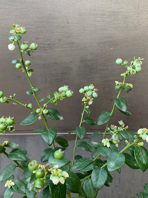 שיח אוכמניות שארפבלו