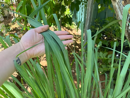 לימונית / למון גראס / עשב לימון