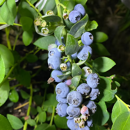 ערכה פרימיום לגידול אוכמניות בבית (DUO)