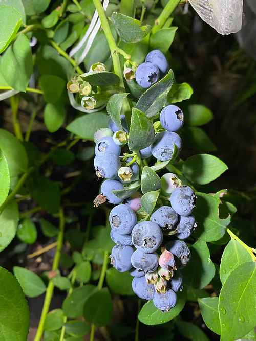 שיח אוכמניות בילוקסי
