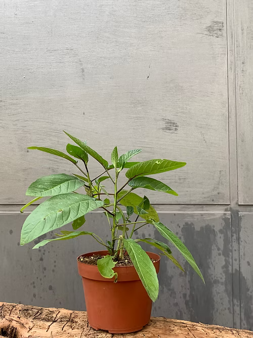 שיח פפינו דולצ'ה