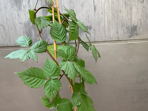 שיח אוסנה נבאחו