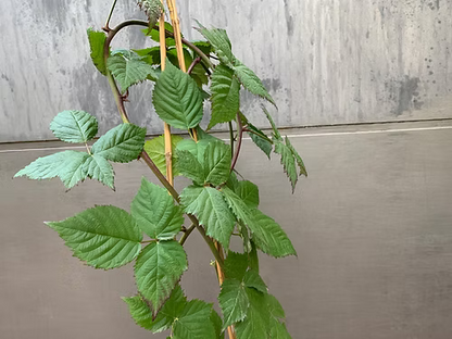 שיח אוסנה נבאחו