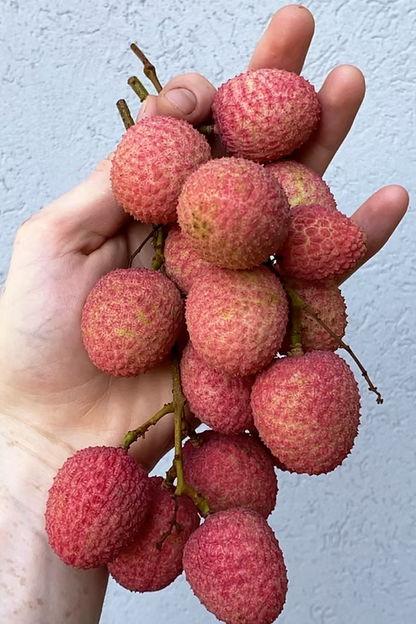 עץ ליצ'י מאוריציוס