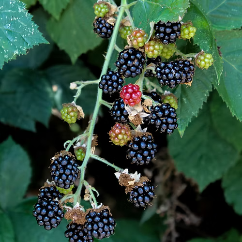 שיח אוסנה רוזובורו
