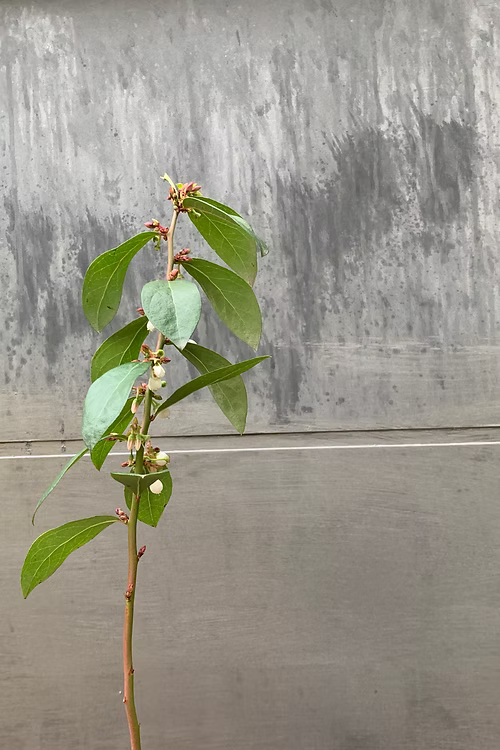 שיח אוכמניות אליוט