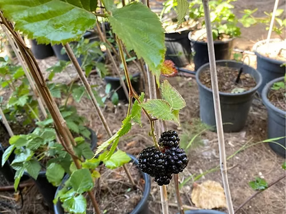 שיח אוסנה נבאחו