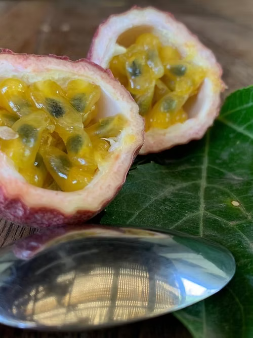 שיח פסיפלורה סגולה פאשן דרים