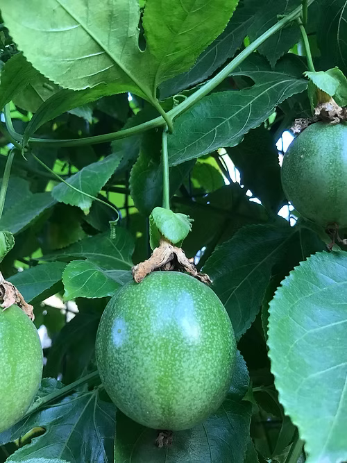 שיח פסיפלורה סגולה פאשן דרים