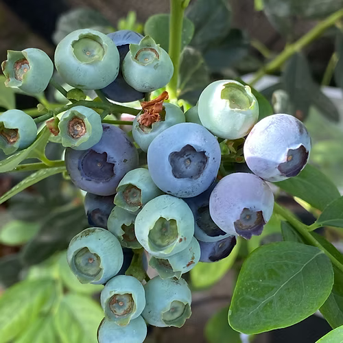 ערכה פרימיום לגידול אוכמניות בבית (SOLO)