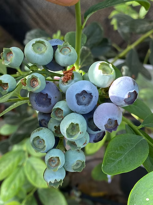 שיח אוכמניות בילוקסי