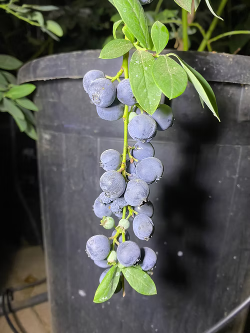 שיח אוכמניות לגאסי