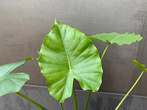 שיח אלוקסיה מקרוריזה (אוזן הפיל)