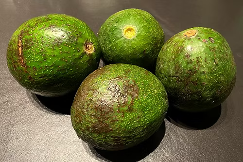 עץ אבוקדו ריד