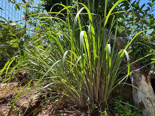 לימונית / למון גראס / עשב לימון