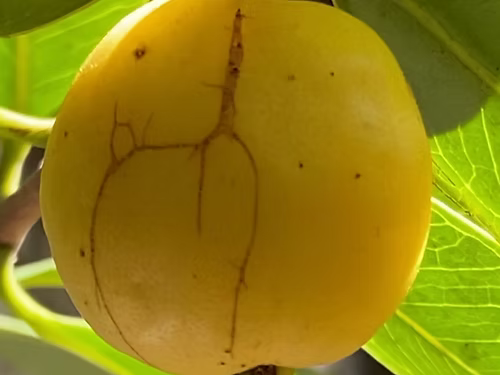 עץ גויאבה תותית צהובה