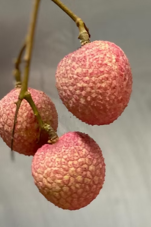 עץ ליצ'י מאוריציוס