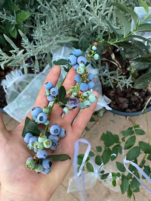 שיח אוכמניות ג׳ורג׳יה ג׳ם