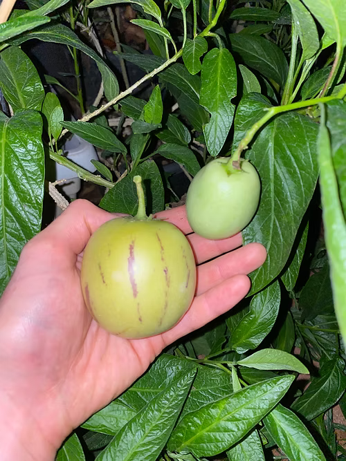 שיח פפינו דולצ'ה