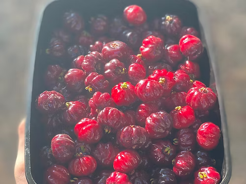 עץ פיטנגו (זריע)