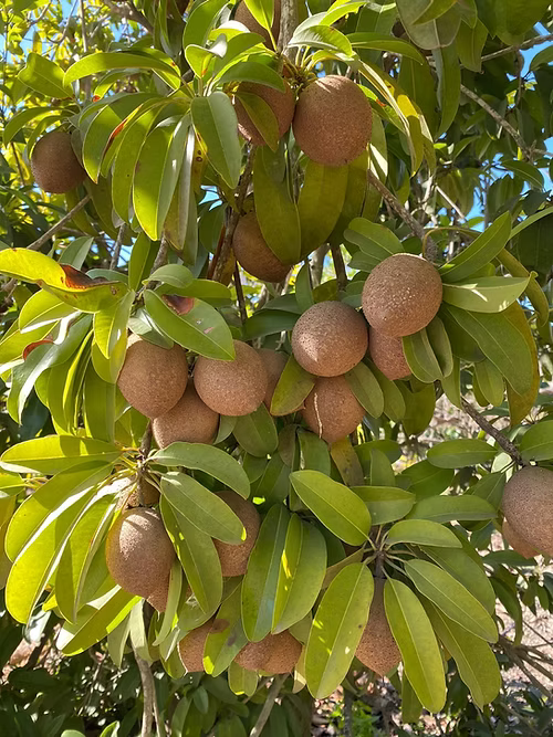 עץ ספודילה (מורכב)