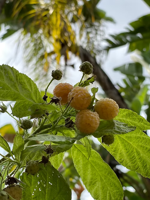 שיח פטל צהוב גולדן בליס