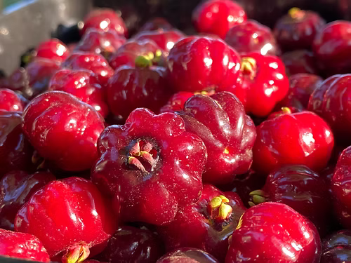 עץ פיטנגו (זריע)